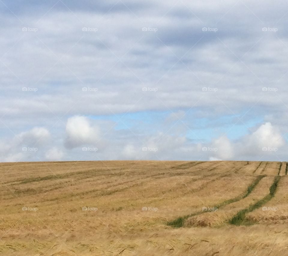 Landscape barley fields . Local barley 