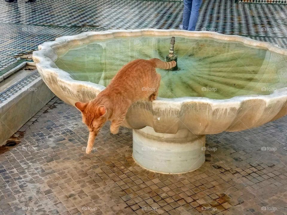 A cat jumping out of a water fountain