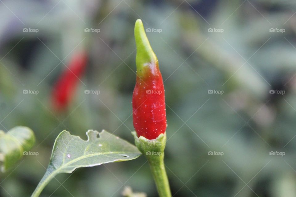 Cayenne pepper close up