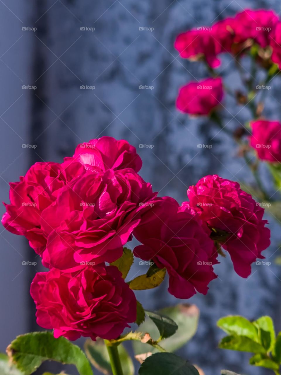 Magenta flowers