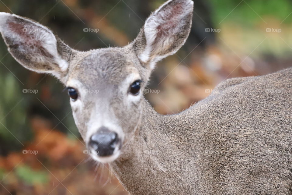 Close look eye to eye with a deer