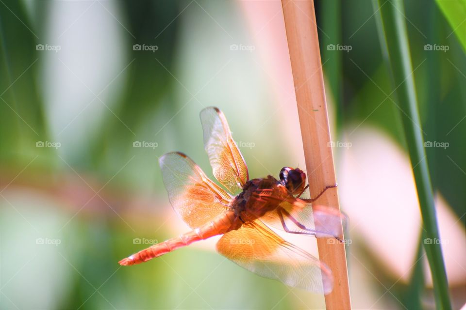 Red dragonfly