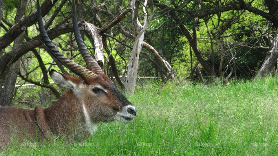 Close-up of lechwe antelope 