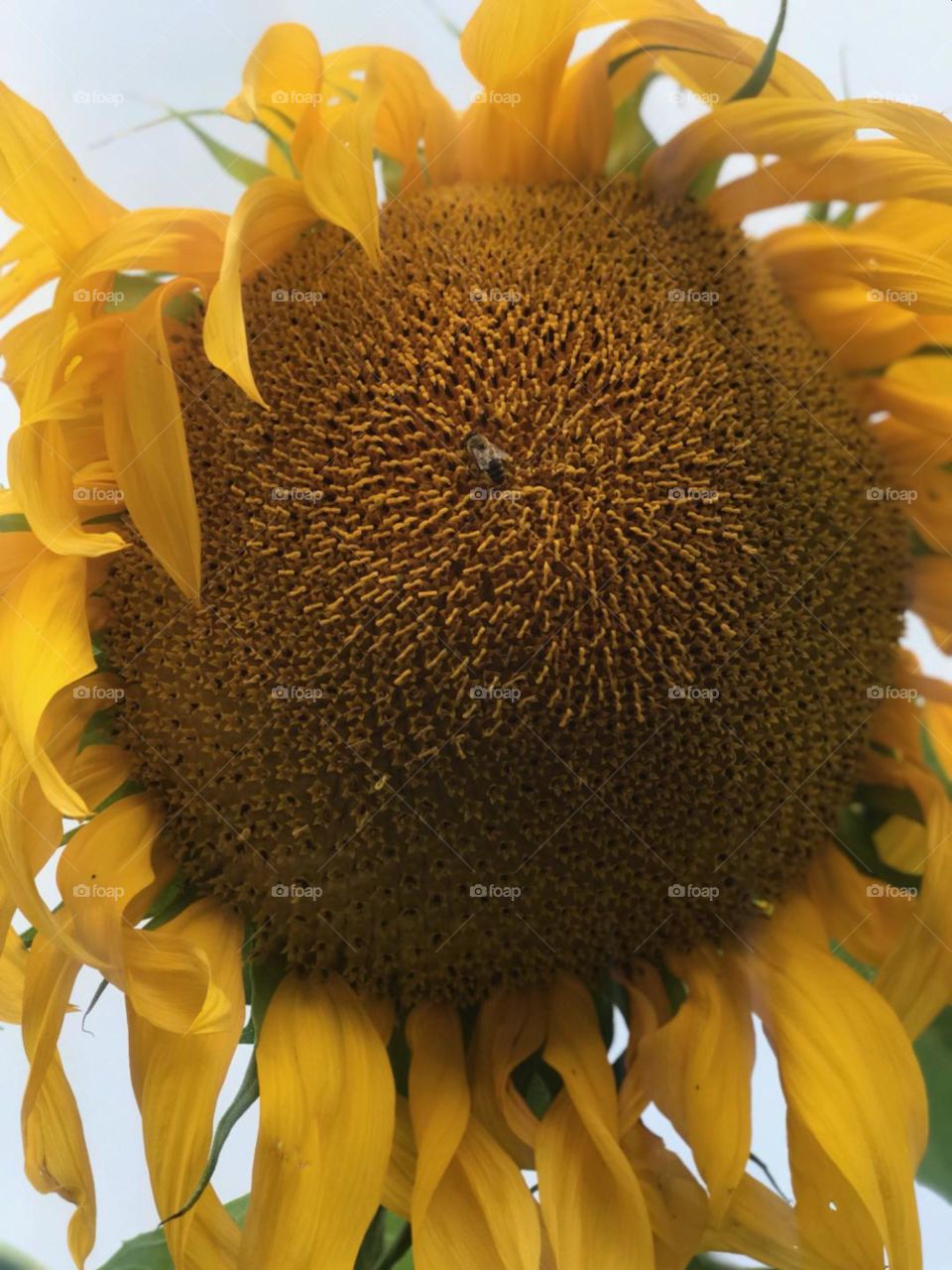 sunflower final stages