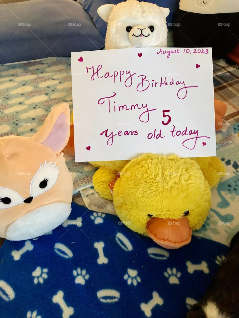 Birthday celebration for family pet Timmy 🐾❤️🎂