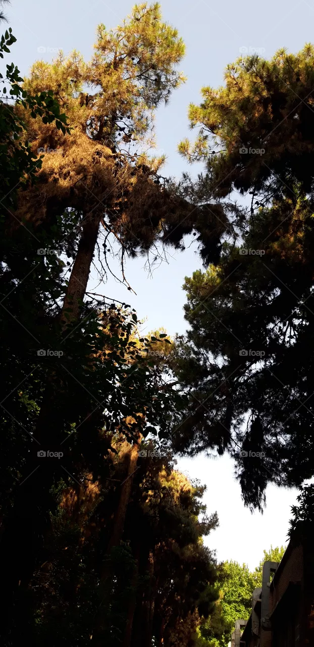 nature