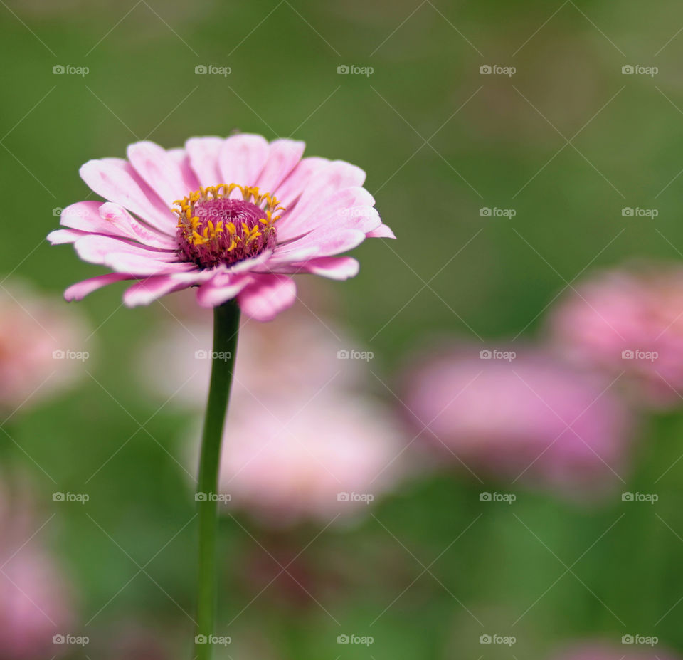 Zinnia. Beautiful field of dahlias and zinnias in NC