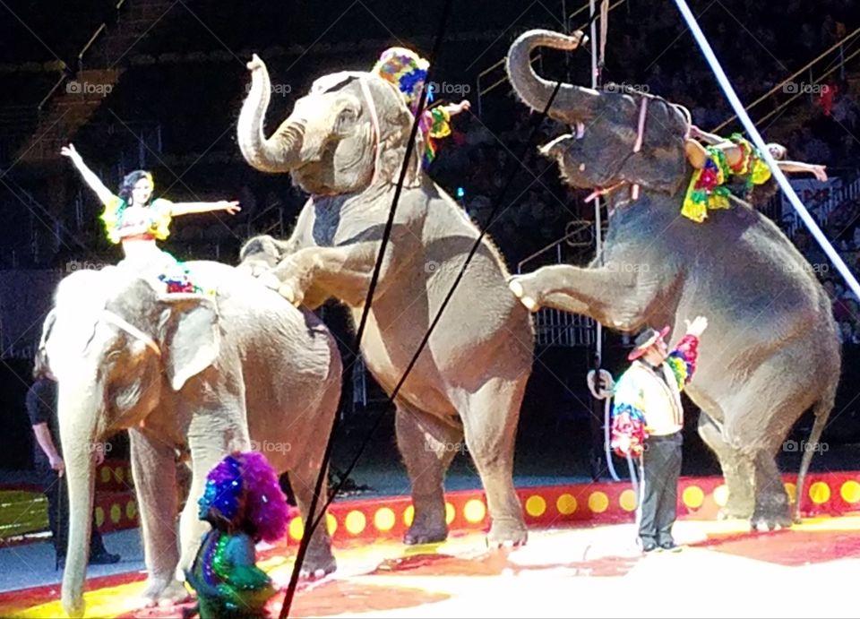 elephants at the circus