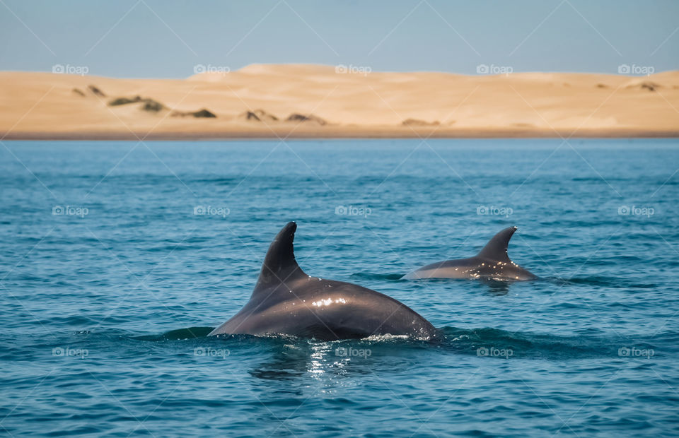 Two dolphins
