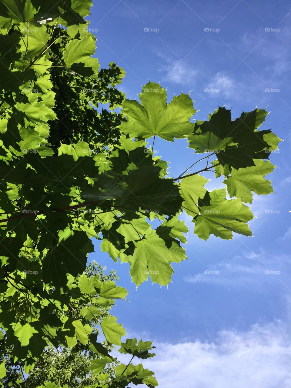 Canada Maple Leaf in Sun