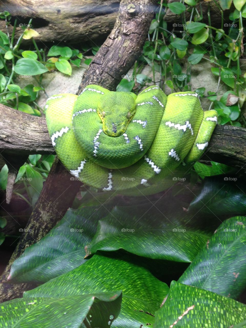 Green serpent 