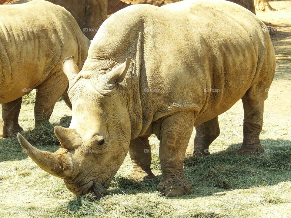 Rhino close-up