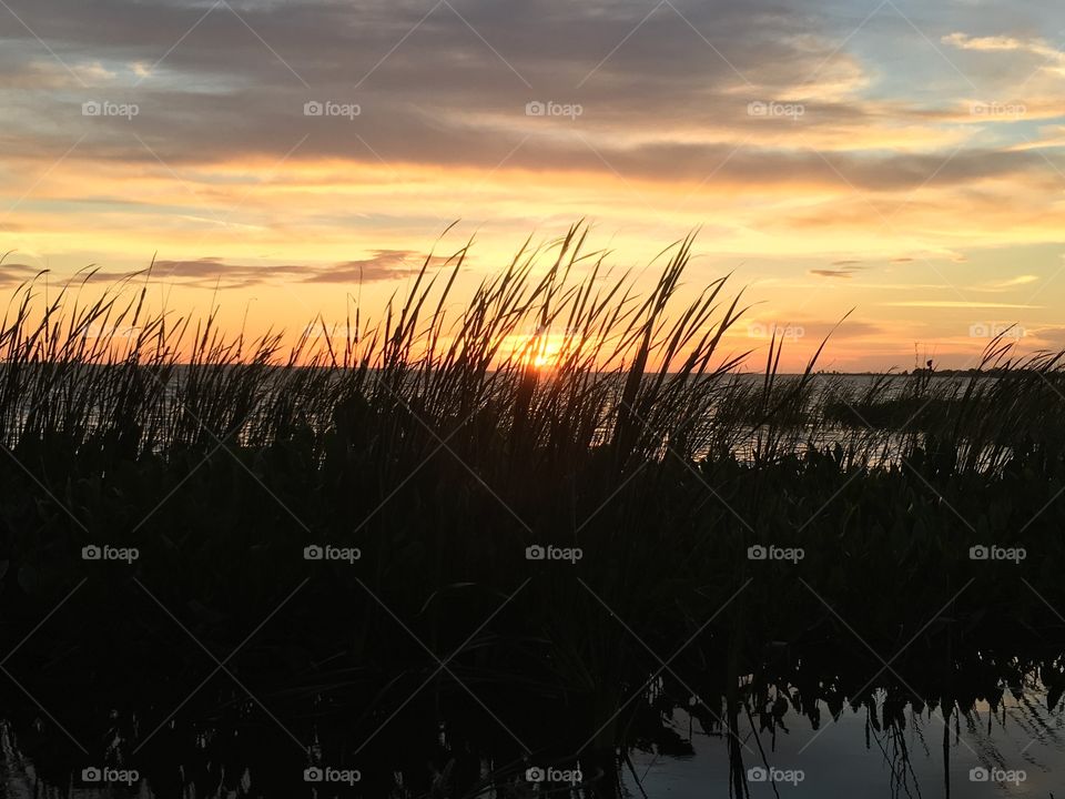 Beautiful sunset with the sun through reeds and water