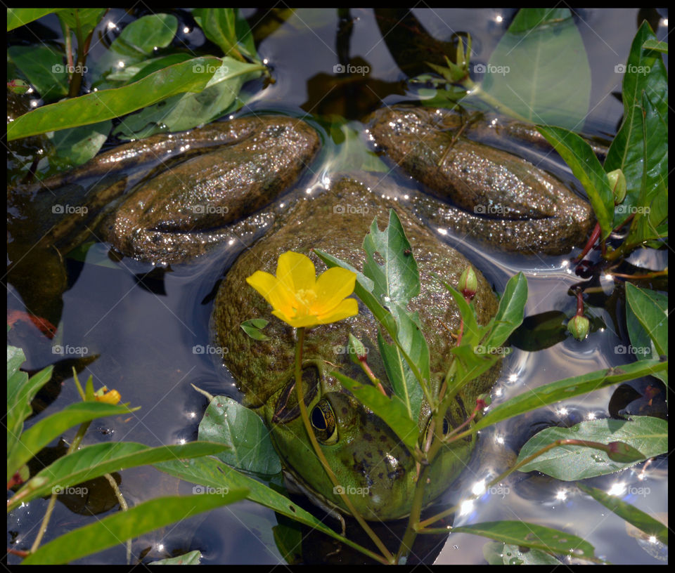 Bullfrog in the lilies