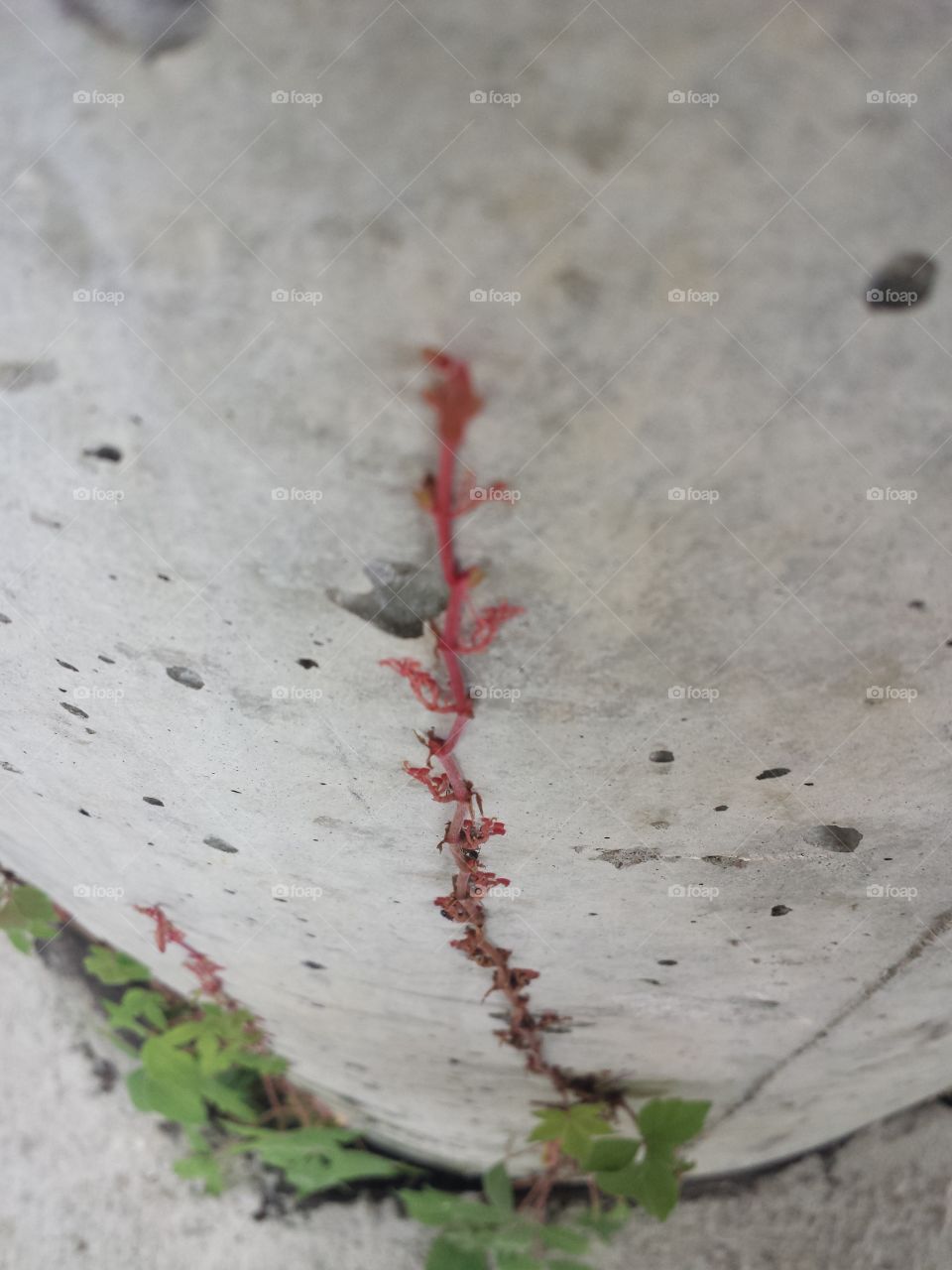 Vine vs Concrete