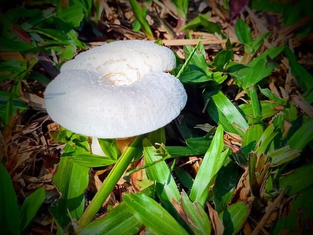 Mystical Mushrooms: A Fungi Adventure