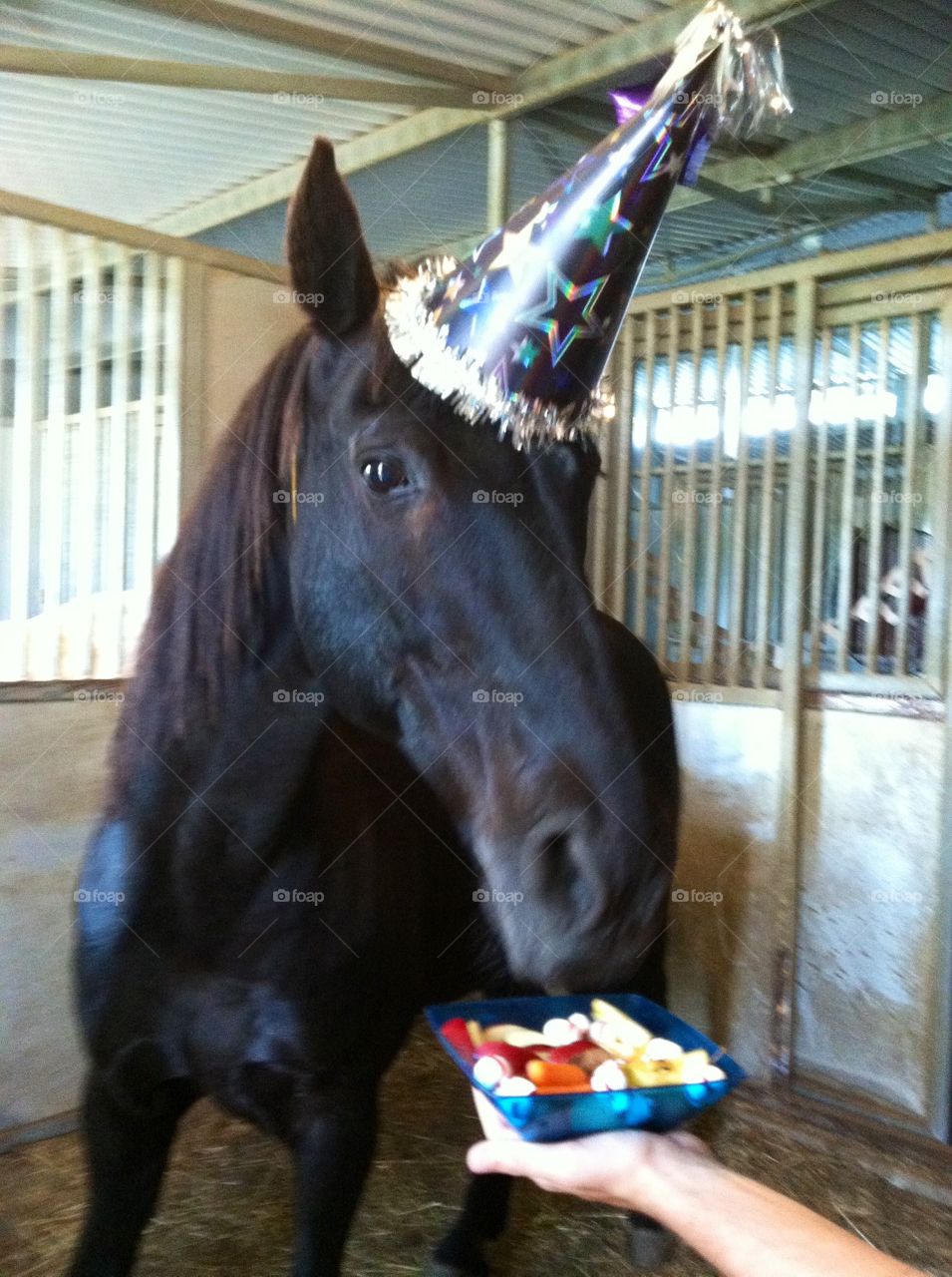 Romeo the horse is ready for his birthday tray full of goodies.