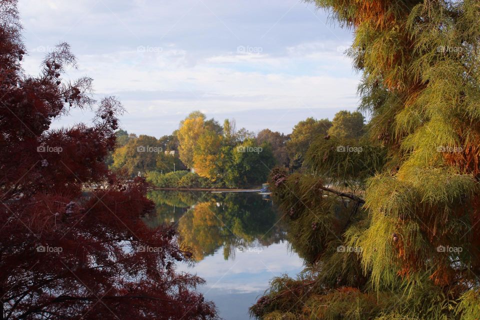 A view through the lush branches to the calm surface of the lake in the city