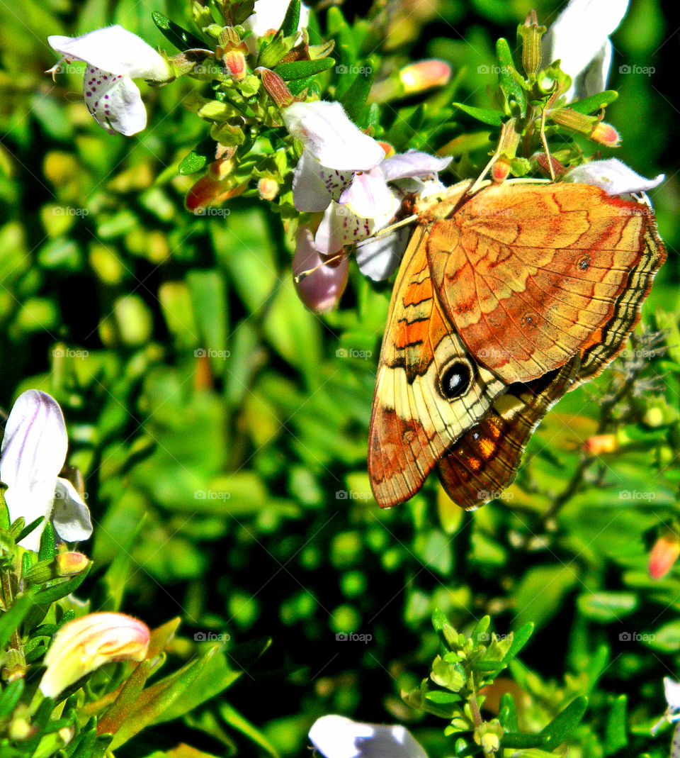 Buckeye Butterfly feeding. This Buckeye butterfly displays its colorful wings with a target shaped eyespot while withdrawing nectar from a flower!