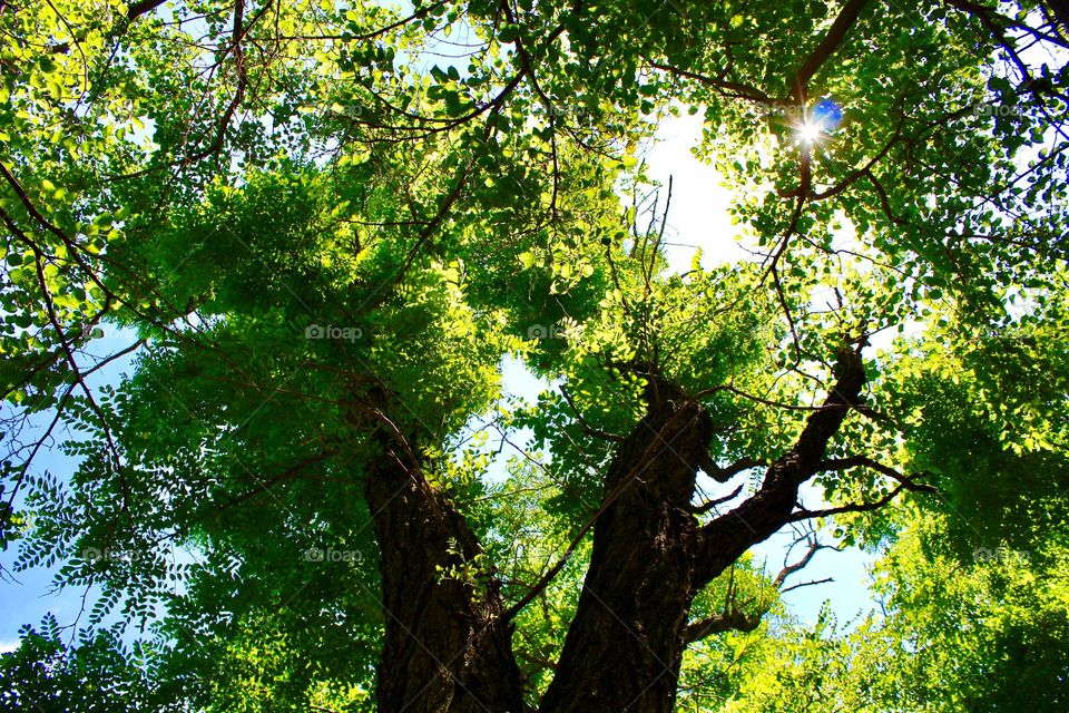 Minimalistic Snaps - sunlight through the trees