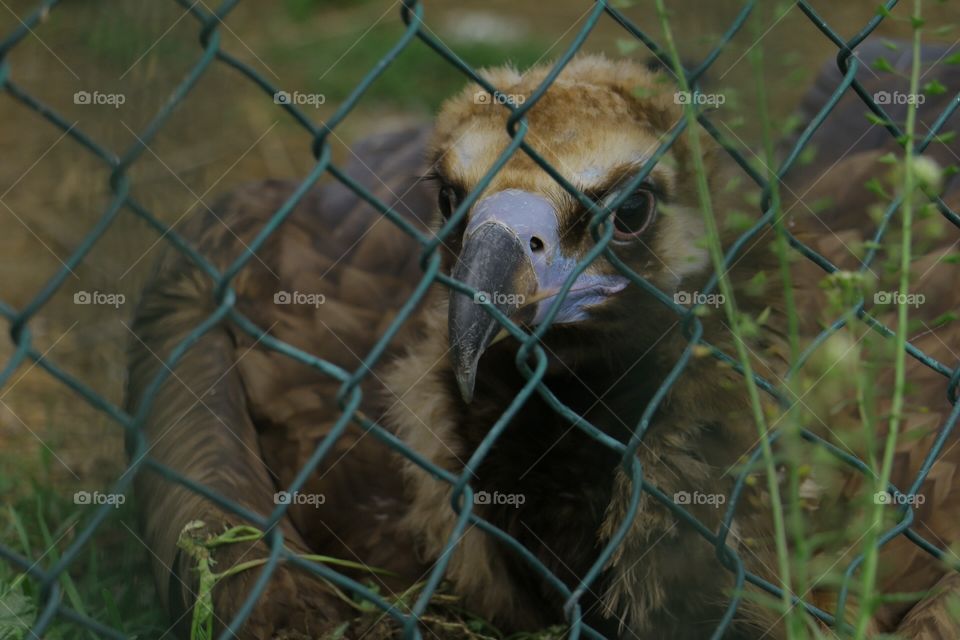 Prisoner vulture. Freedom for animals! Zoo is prison for animals. They are belong to nature!