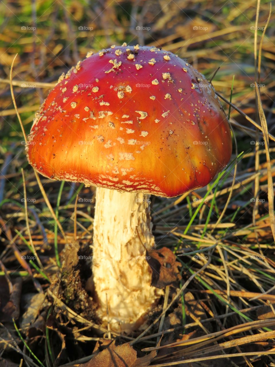 Fly agaric mushroom