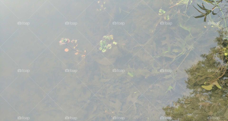 flowers under water