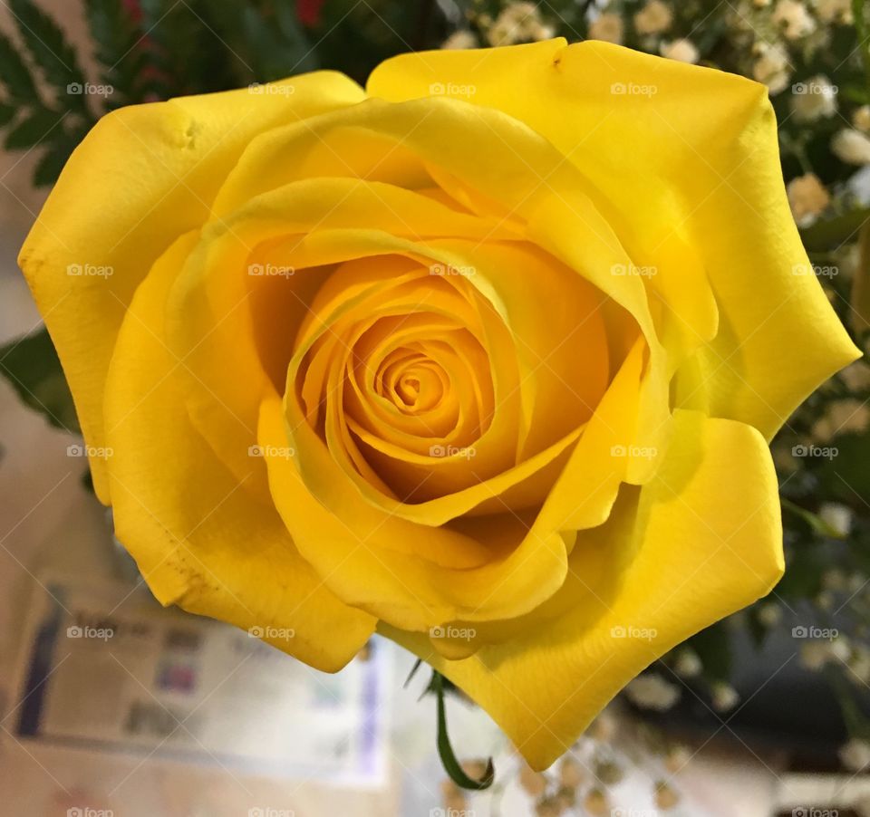 Yellow Rose