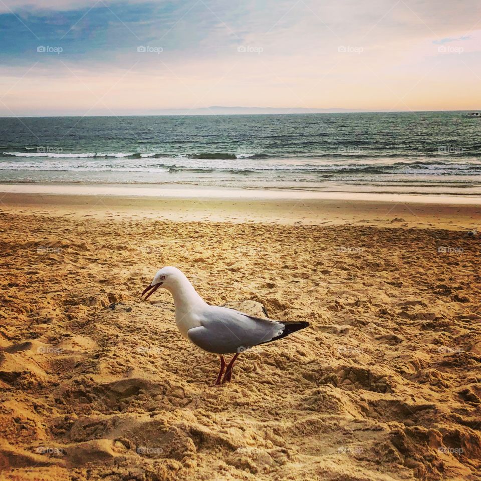 The gull at the beach in the sand 