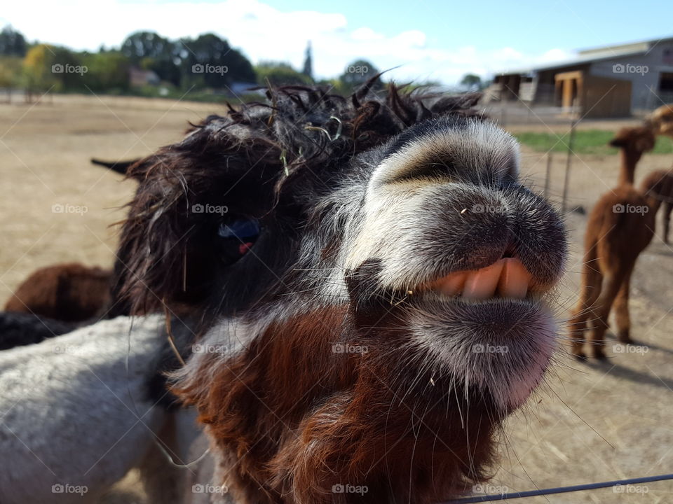Close-up of face of an alpaca