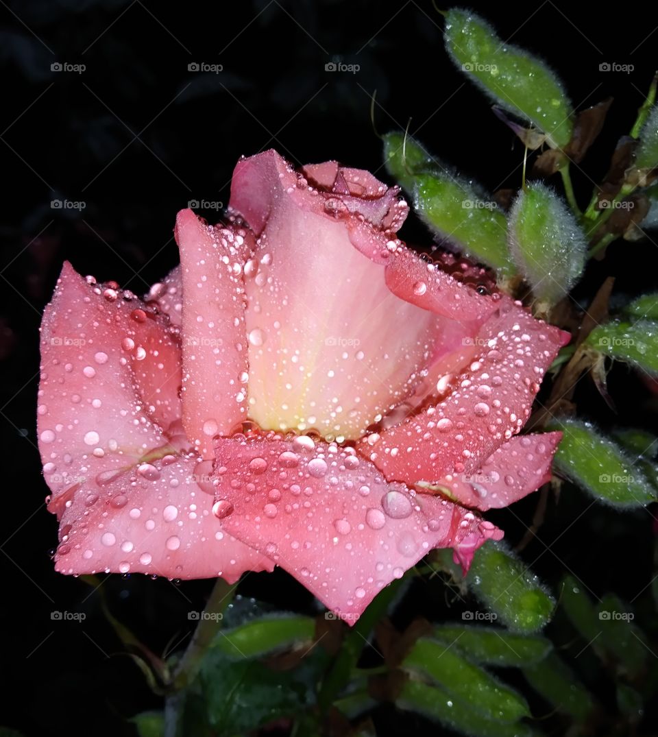 rose and dew