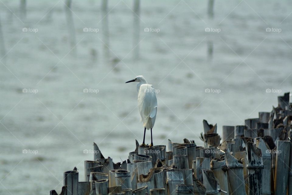 What ‘s looking for ?