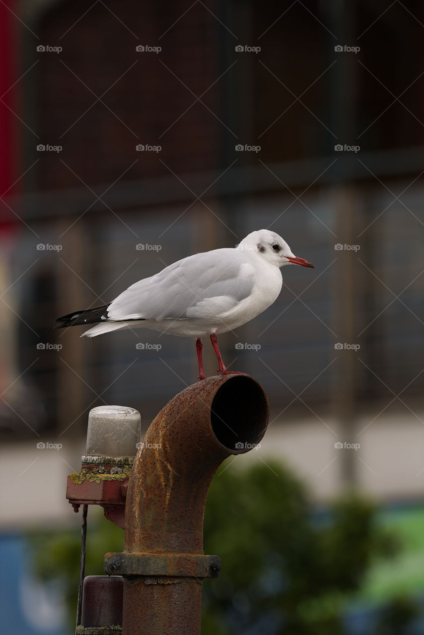 Seagull