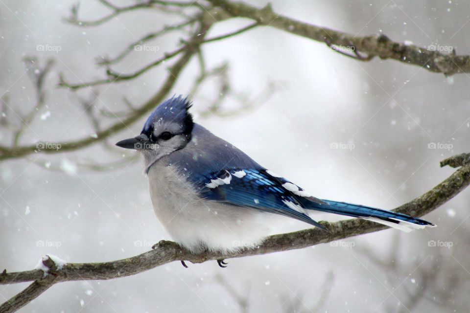 Winter Bluejay 1