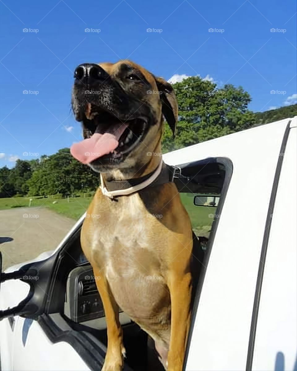Sun's Out, Tongue's Out!