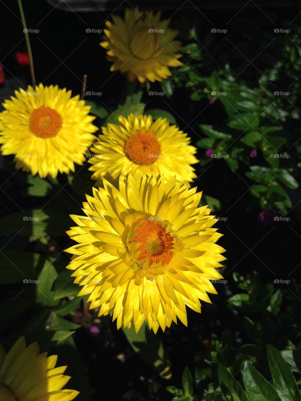 Extreme close-up yellow flower