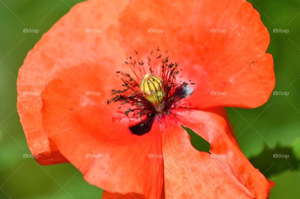 Red poppy flower in the garden