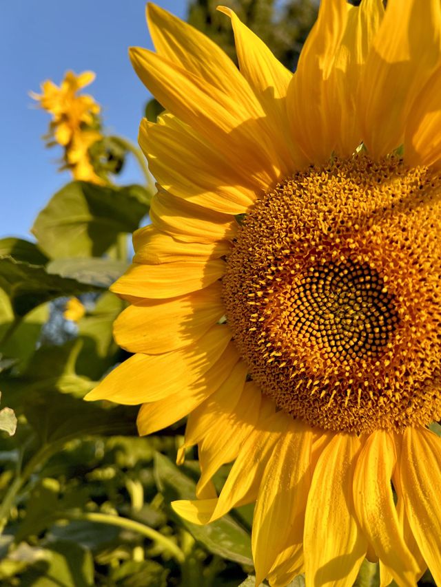 Sunflowers field