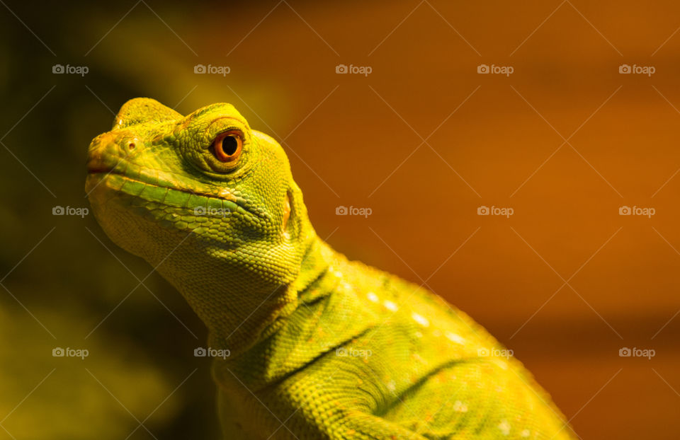 Reptile  charm and charisma : eye of lizard