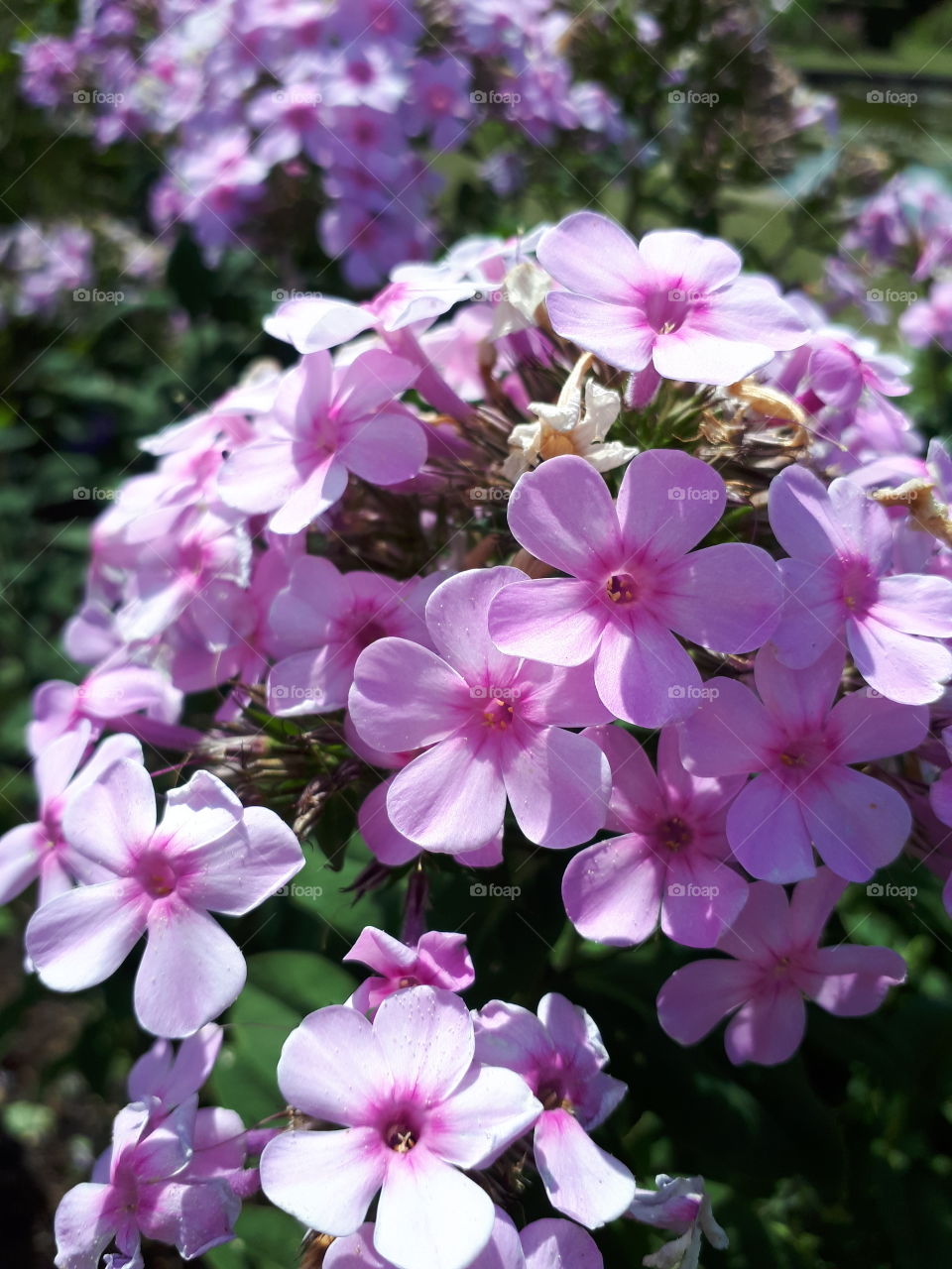 Beautiful Pink Flowers