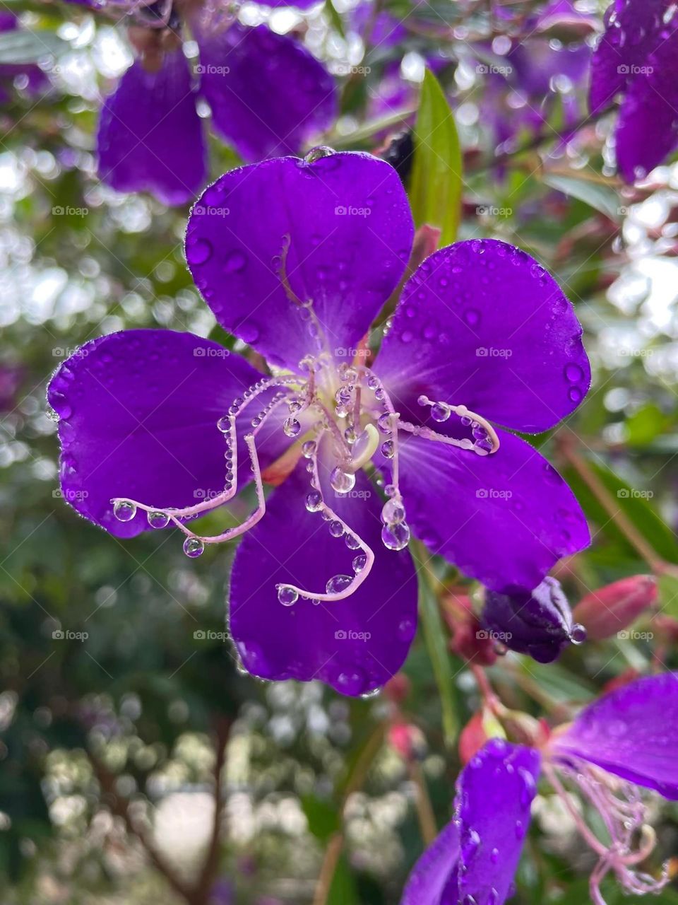 Beautiful purple colour flowers in bloom