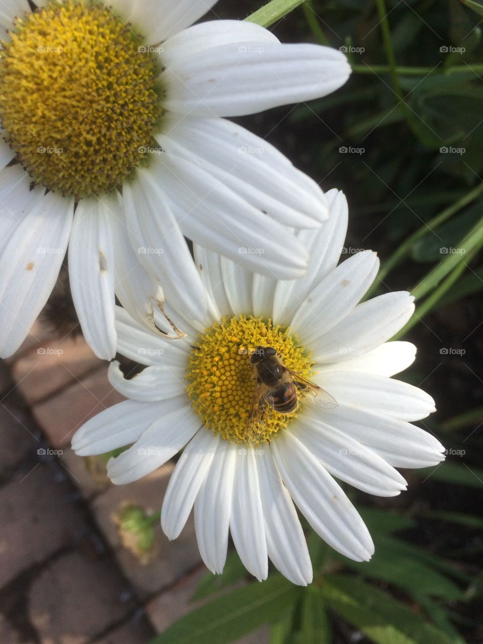 Bee and Daisy