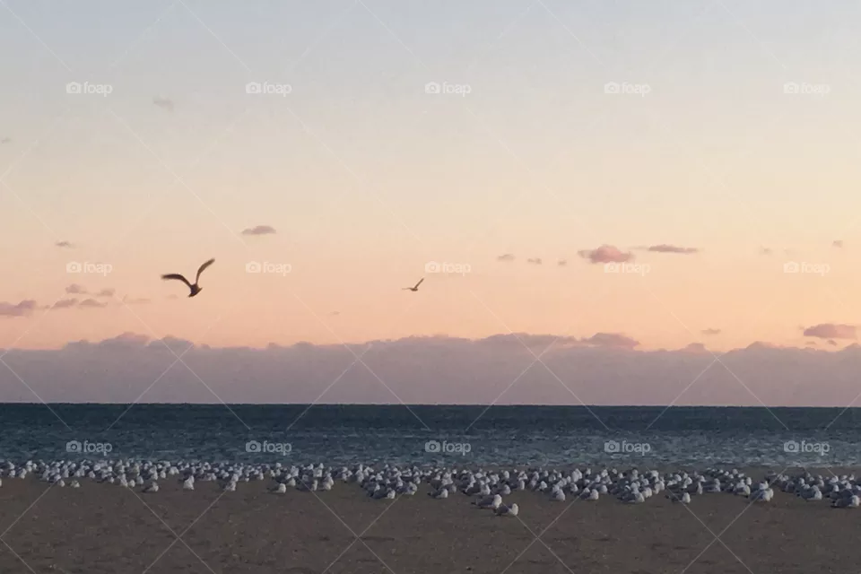 Bird, Beach, Sea, Water, Seagulls