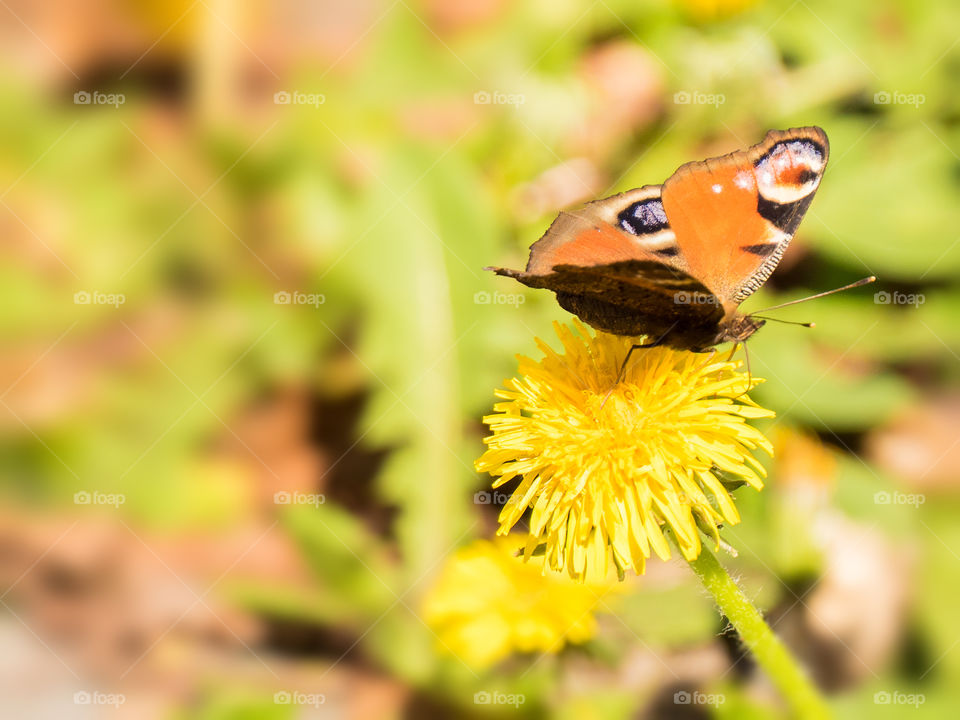 Close-up of butterfly with flower