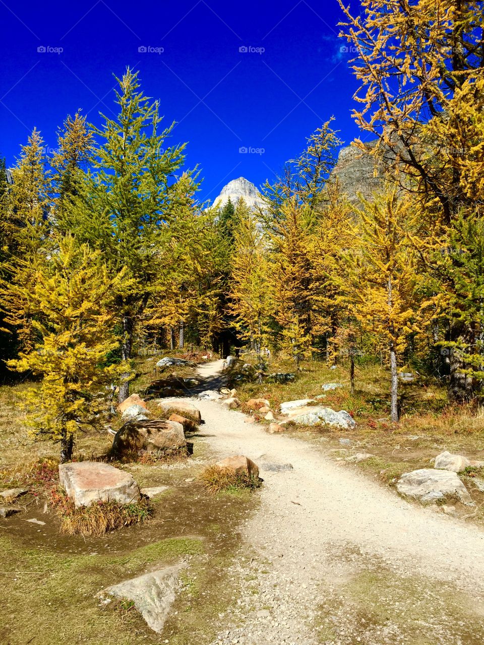 Hiking amongst the beautiful Larch trees in the fall