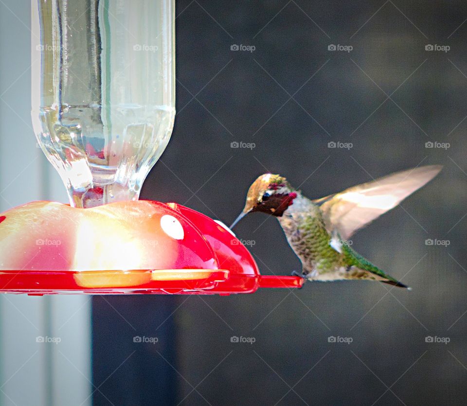 Hummingbird