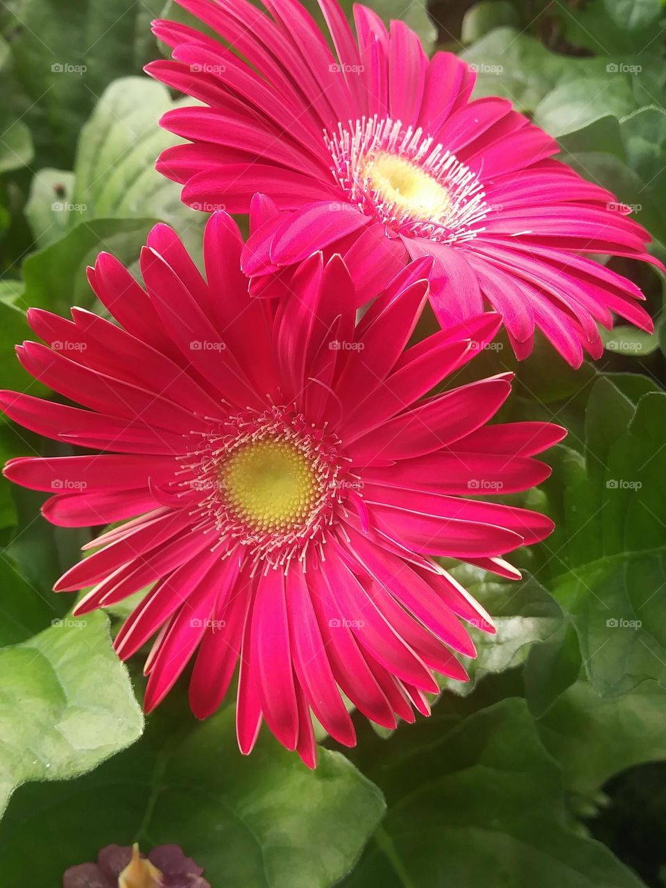 Full grown Cosmos in a brilliant shade of pink