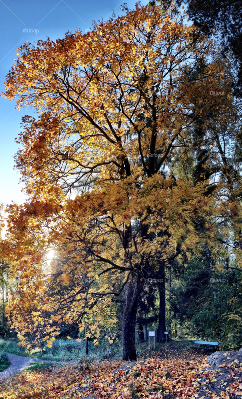 tree sun trees fall by ellkay