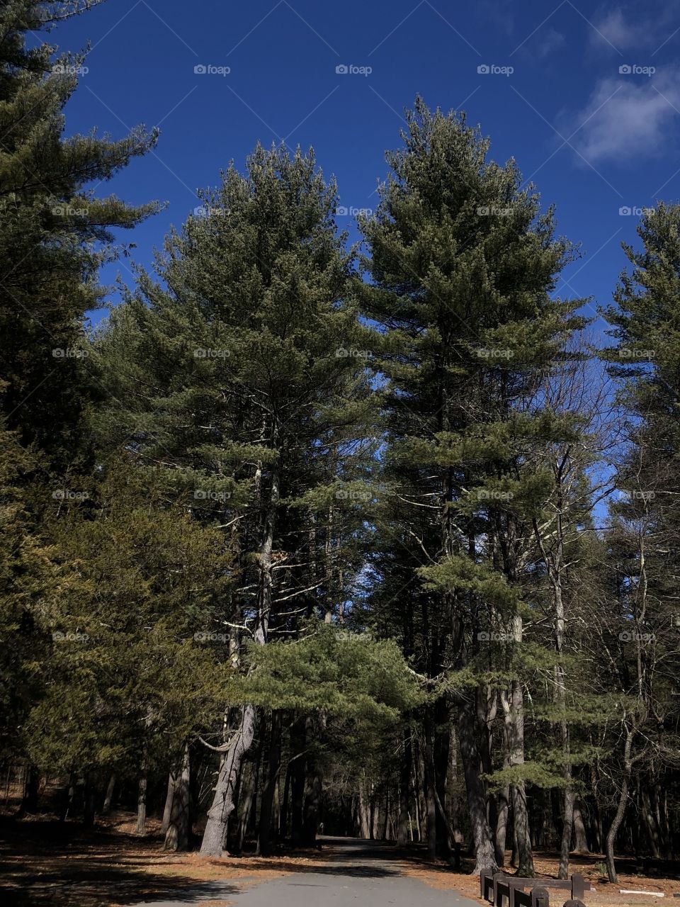 Twin Tree Path. Black Rock State Park. Tall. 