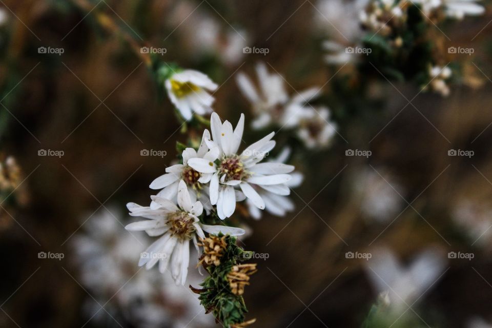 Wildflower frenzy 